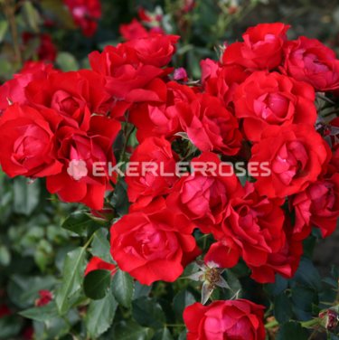 BLACK FOREST ROSE