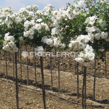 Diamant Baston Gül