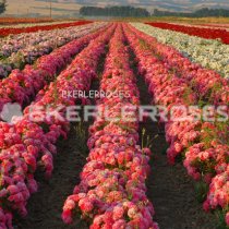 Ekerler Roses, 1993 yılında Bursanın Kestel ilçesi ve civar bölgelerine çiçekçilik, fidecilik gibi modern tarım çalışmalarını ilk kez getiren firmadır. Yörenin kalkınmasına çok büyük faydalar sağlayan aile büyüğü Ahmet Ekerden kalan sorumluluk ve manevi miras bilinciyle, ilk olarak 2000 yılında faaliyetlerine 1500 mlik bir alanda kesme gül üretimiyle başlamıştır.